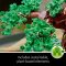 LEGO 10281 Icons Bonsai Tree Set for Adults, Plants Home Décor Set with Flowers, DIY Projects, Relaxing, Creative Christmas Activity, Gift Idea for Women, Men, Her & Him,…